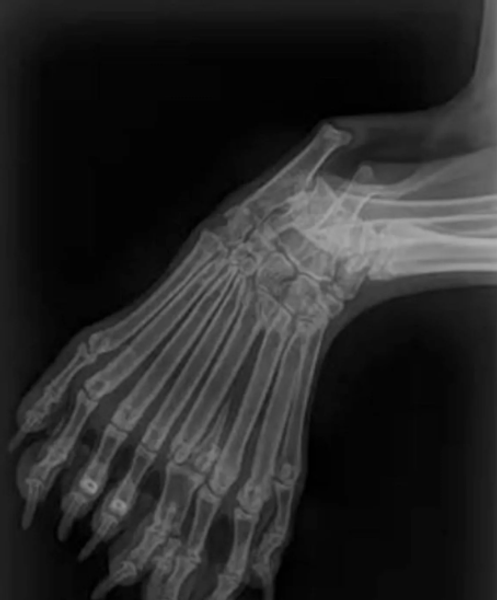 Мутація, вада, розлад, хвороби, собака, пес, цуценя, тварини, США, аномалії, цікаві історії, фото