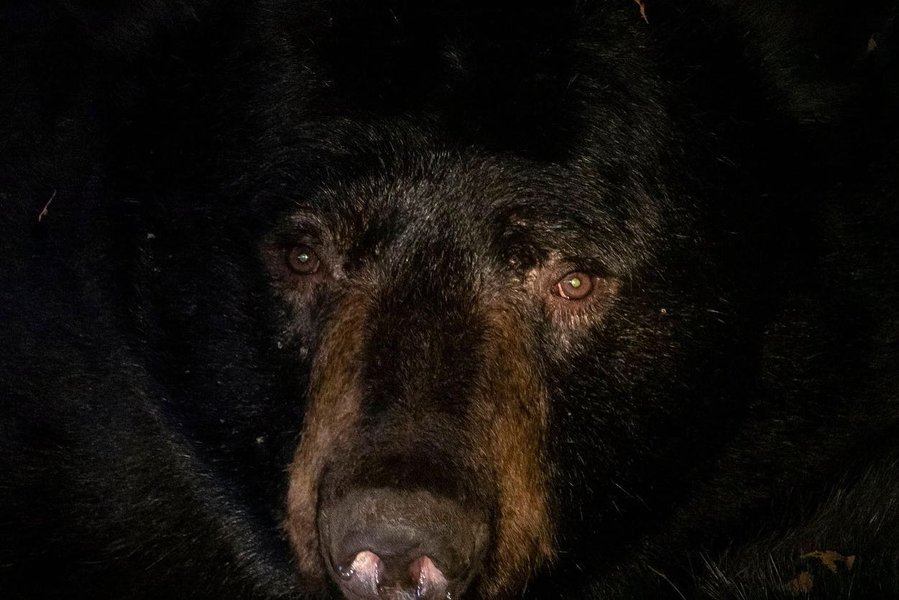 Ведмідь у сплячці