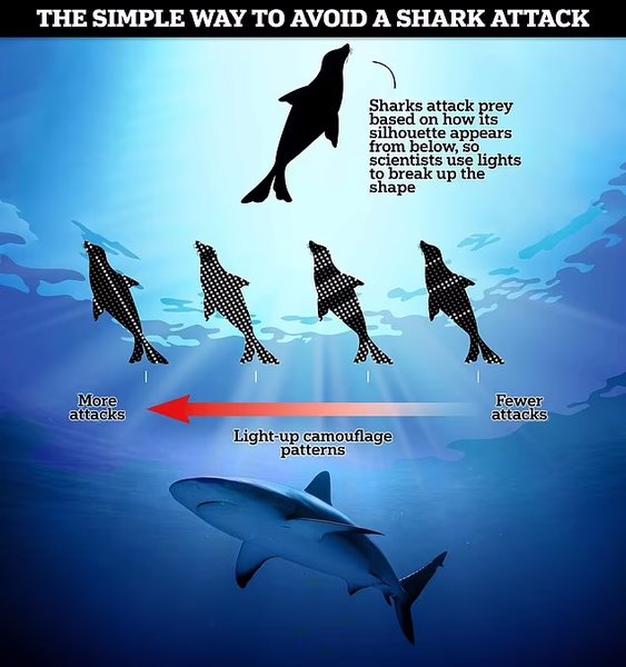 акулы, охота акул, акулы охота