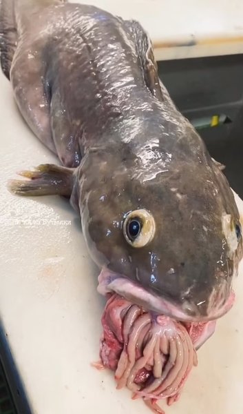 риба, дивна риба