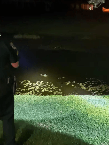 Аллигатор, аллигатор у входной двери, крокодил, курьезы, опасное животное, аллигатор хотел залезть в дом, полиция, пруд, стоял перед дверью