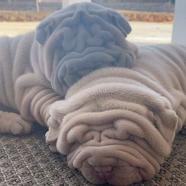 Харви, шарпей