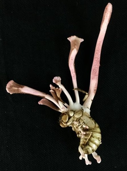 грибок комаха, комаха грибок, комаха грибок