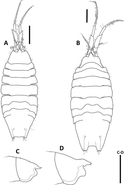 изопод новый вид