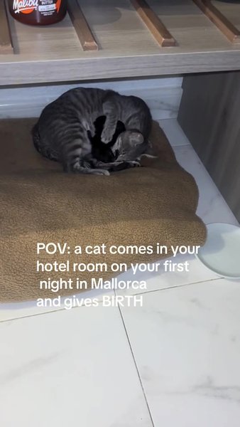 Кошка с котятами