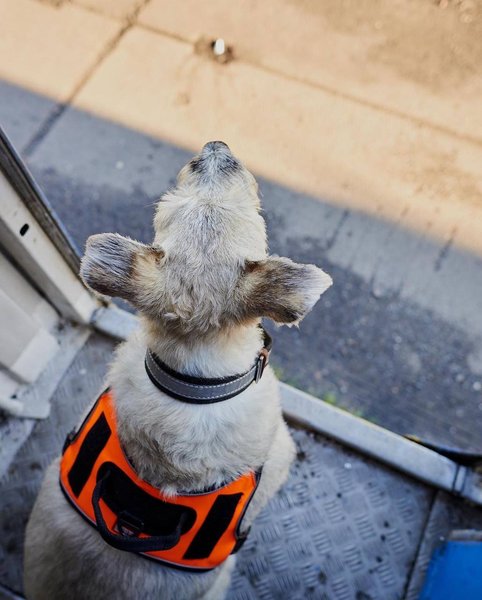 собака николь, собака УЗ, собака укрзализныця, николь укрзализныця