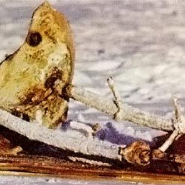 спутник Космос 954