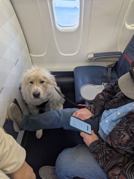Пассажира пересадили с места в первом классе, чтобы посадить собаку-поводыря, авиакомпания объяснила свою позицию