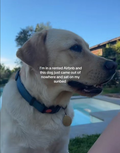 Собака, ретривер, золотистий ретривер, пухнастий гість, домашня тварина, собака в басейні