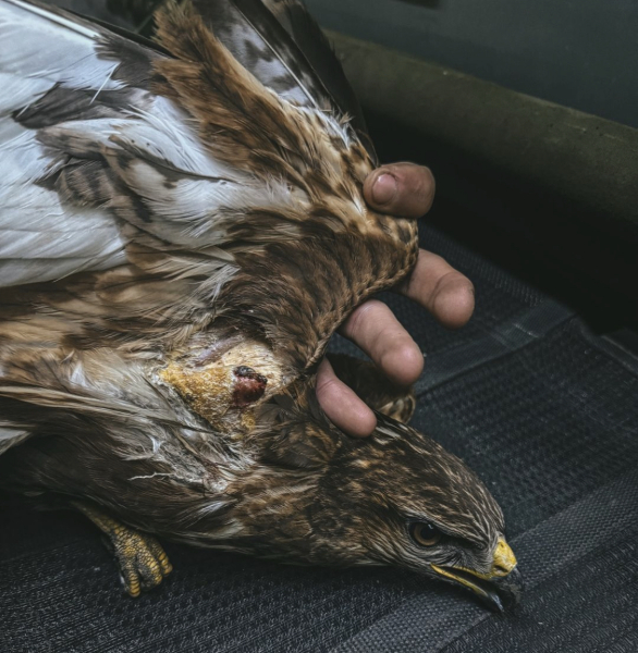 Раненый орел Спасение животного, спасение птицы, спасение птички, спасение орла, орел