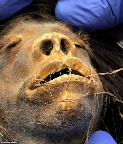 высушенная голова, губы, перчатки, кожа, фото