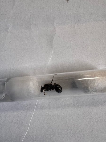 муравей внутри колбы