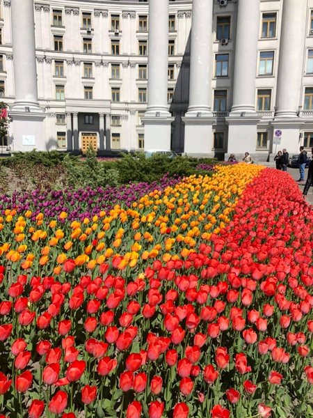 Киев, тюльпаны, Михайловская площадь,