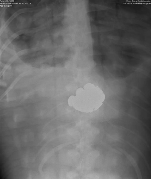 аллигатор тибодо монеты