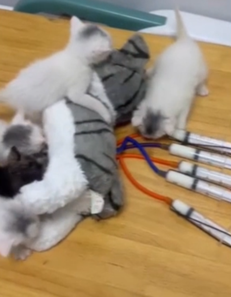 Искусственная мать для котят, спасение животных, коты, домашние любимцы, фото, Китай, курьезы, изобретения