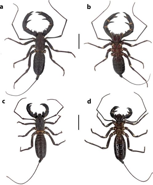 оцтусон теліфон новий вигляд