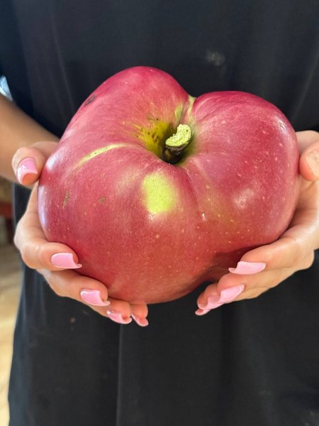 Киянин виростив яблуко вагою 1281 гр