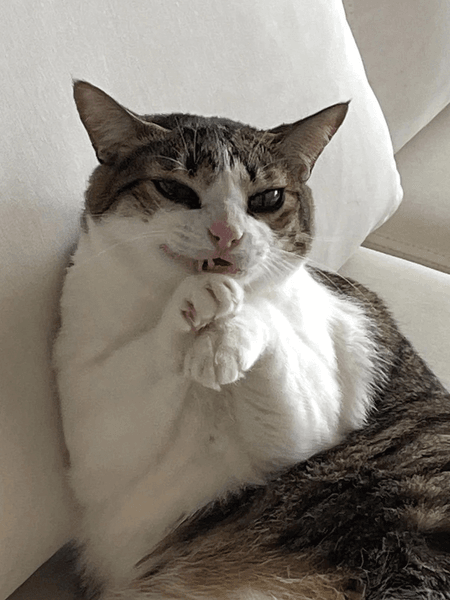 Кіт на дивані