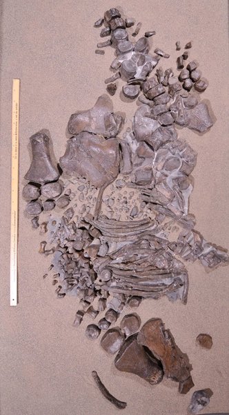 трасказавр скам'янілість