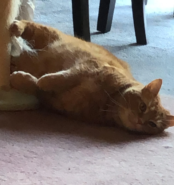 Мышь родила в спальне, коты, курьезы, странные истории, интересные новости, форумы, Reddit, приколы, животные