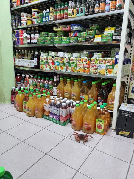 міграція крабів, австралія, острів Різдва