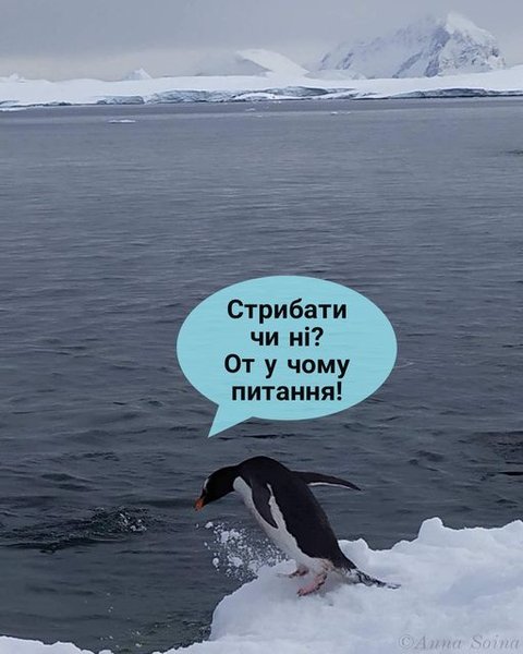 пингвины, национальный арктический научный центр