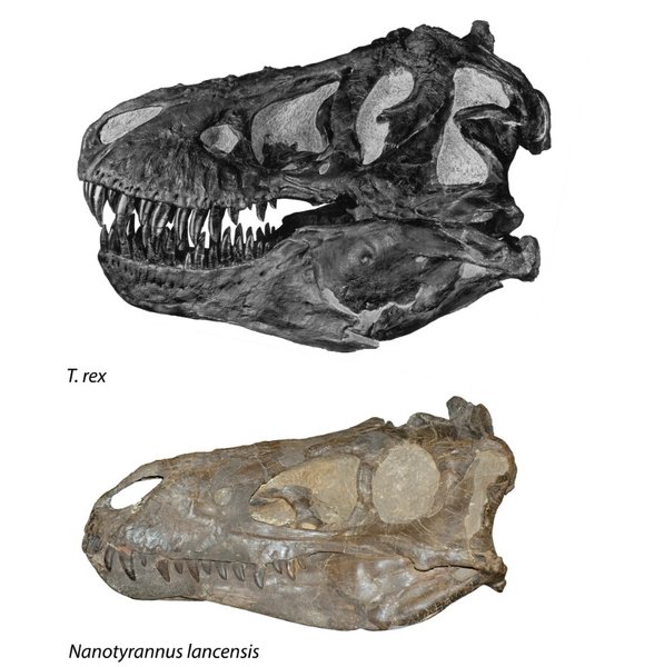 тираннозавр череп