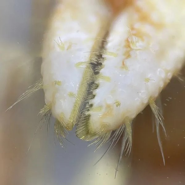 клешня рак пустельник