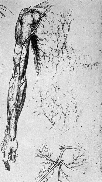 Леонардо да Вінчі вивчав анатомію