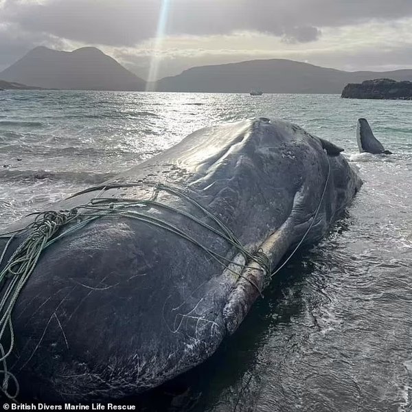 кит, кит канаты, гибель кита, гибель кашалота