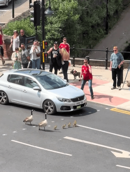 Вирусное видео в TikTok, Манчестер, утки переходят дорогу, помощь животным, добрые поступки, остановка движения