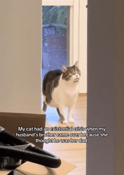 реакция кошки