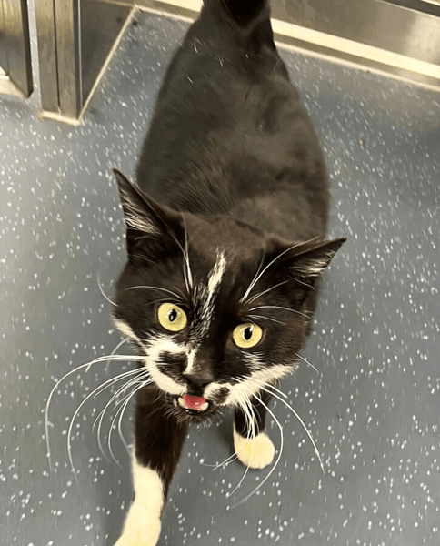 Пропавший кот, путешествие кота, кот нашелся, кот пересек границу, три страны, микрочип животного, воссоединение с котом, кошка в кузове