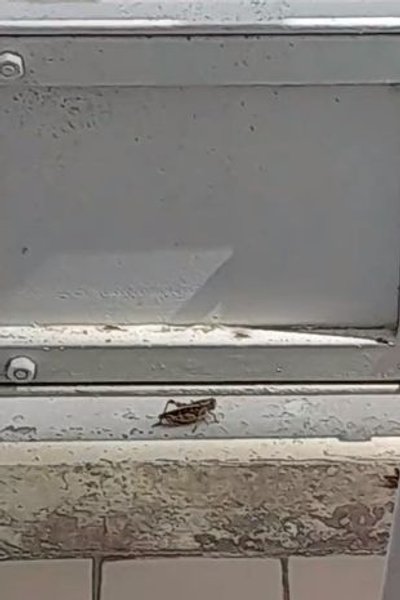 Нашествие кузнечиков на юге Италии