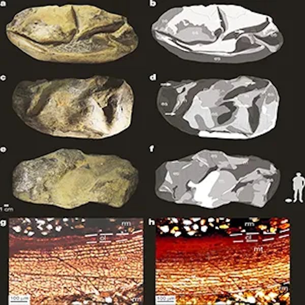 антарктида яйцо