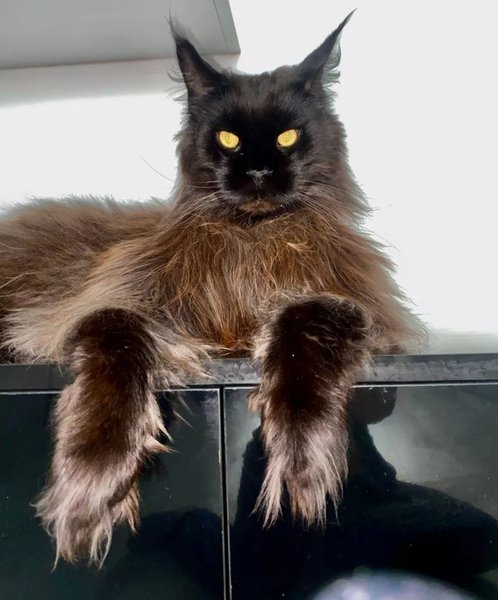 Гігантський кіт, мейн-кун, кіт зростом з людину, величезний кіт, кіт на прізвисько Зевс, Даніела Єрмолаєва, задні лапи, корм для кота