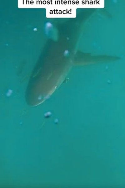 Напад акули