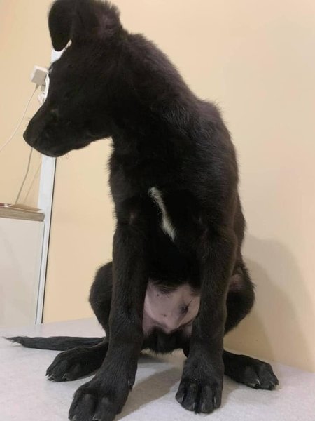 щенок, щенка, избили, киев, киевлянин, шевченковский, дело, жестокое обращение, животные