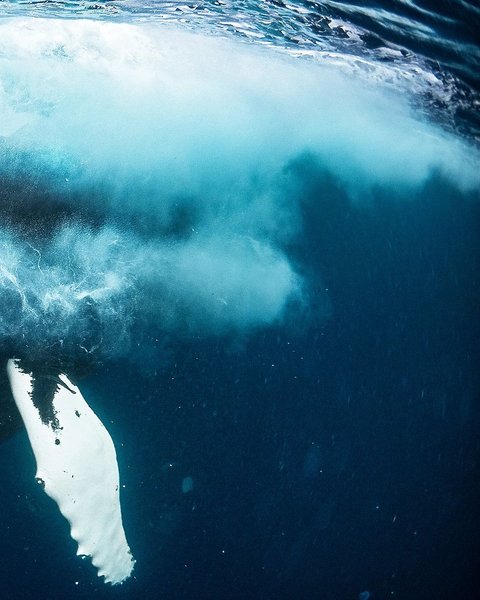 кит проглотил человека,  кит проглотил человека видео, опасен ли кит для человека, кашалот проглотил человека, кит проглотил женщину и выплюнул, горбатый кит опасен для человека, Кашалот, Синий кит, что будет, если тебя съест кит