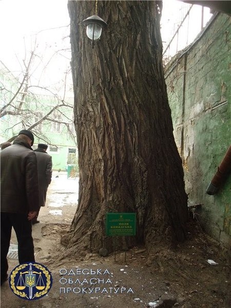 Пушкинский тополь, Одесса