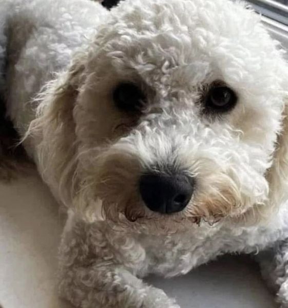 Собаку нашли в лесу через четыре месяца после исчезновения, животное нашли в дикой природе, интересные истории, животные