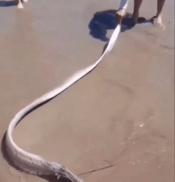 Рыба-весло, Сельдяной король, рыба ремень, редкая рыба, выбросило на берег, предвестник катастрофы, землетрясение, морское существо