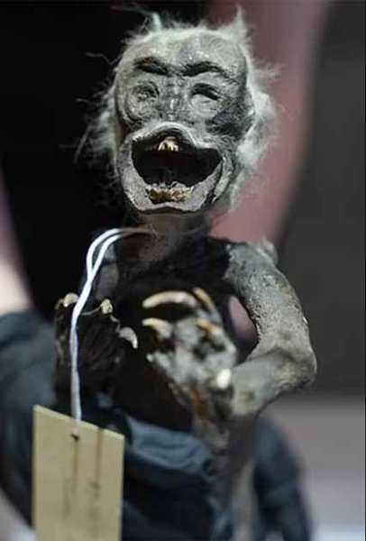 существо, Фиджи, русалка, обезьяна, рыба, мумия, вид, хвост, зубы, челюсть, артефакт, мозг, ученые, исследования, сканирование