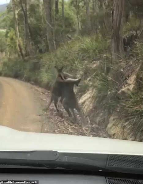 Австралия, Кенгуру, Драка, Самцы, Трасса, Джудит Брэнсон