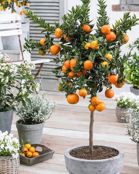 Оранжевый — хит сезона! Как вырастить мандарин из косточки?