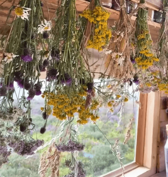 растения, фургон