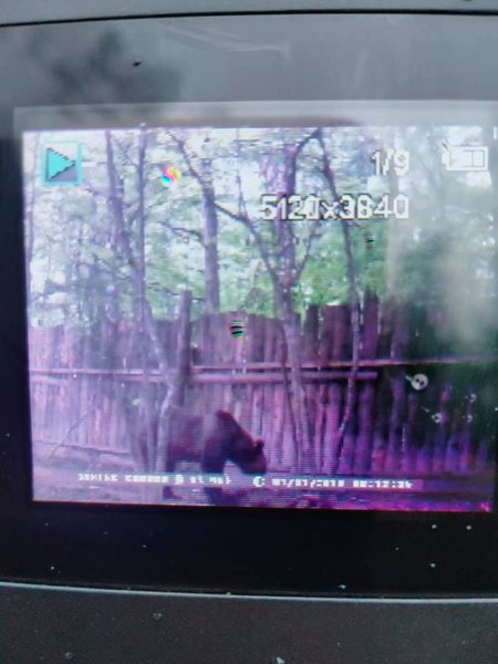 Медведь, Прикарпатье