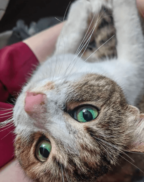 Бездомная кошка на руках новой владелицы