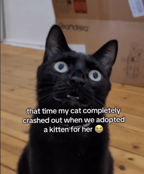 чёрная кошка