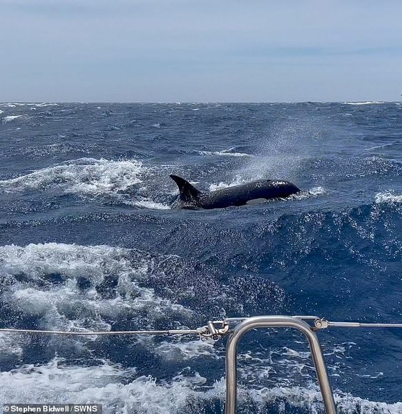 Кити-вбивці у воді